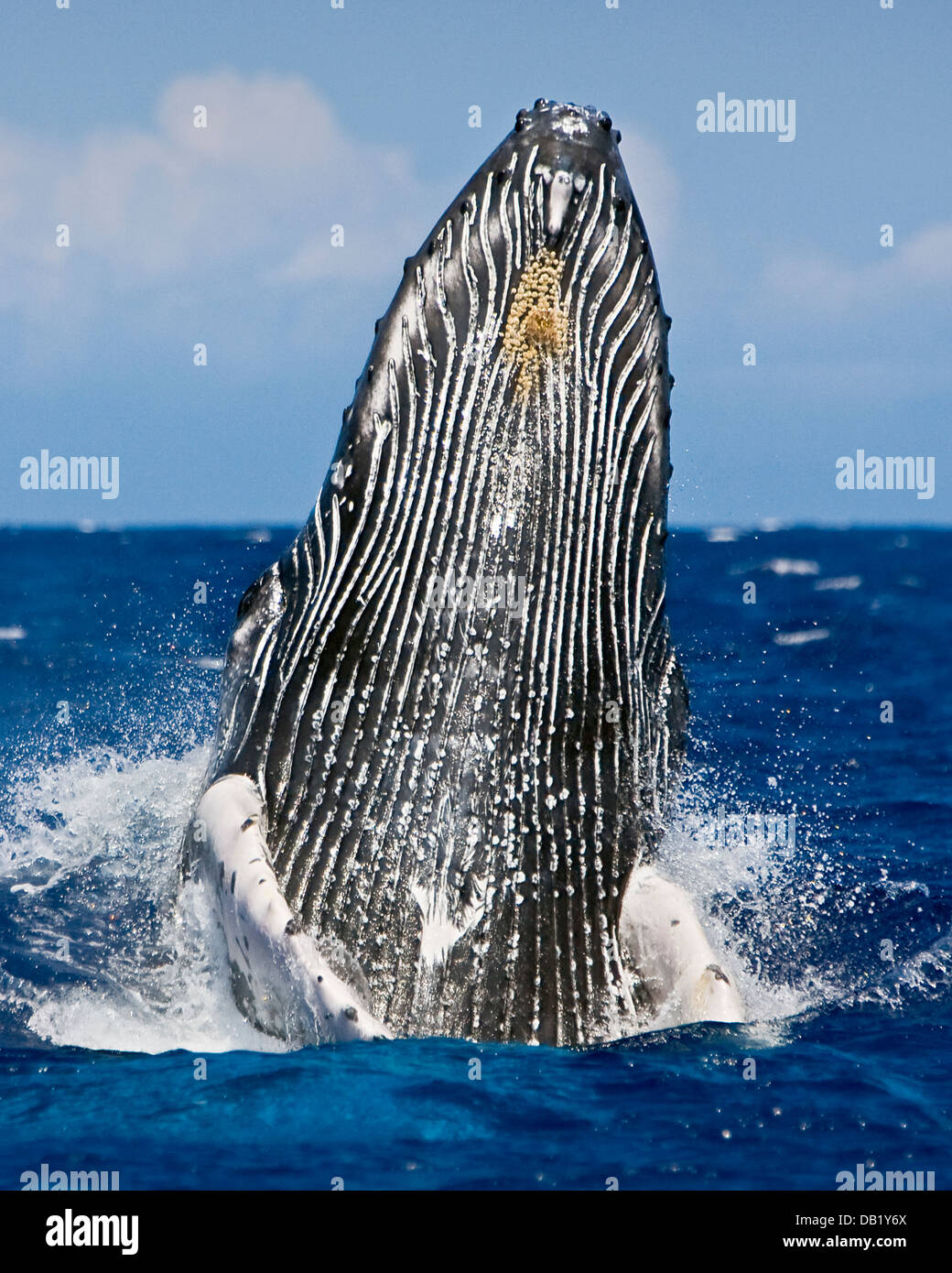 humpback whale, Megaptera novaeangliae, breaching, Hawaii, USA, Pacific Ocean Stock Photo