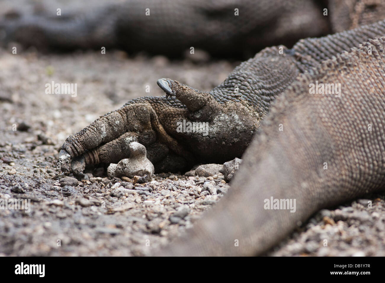 Hind leg of a komodo dragon with its giant claws Stock Photo