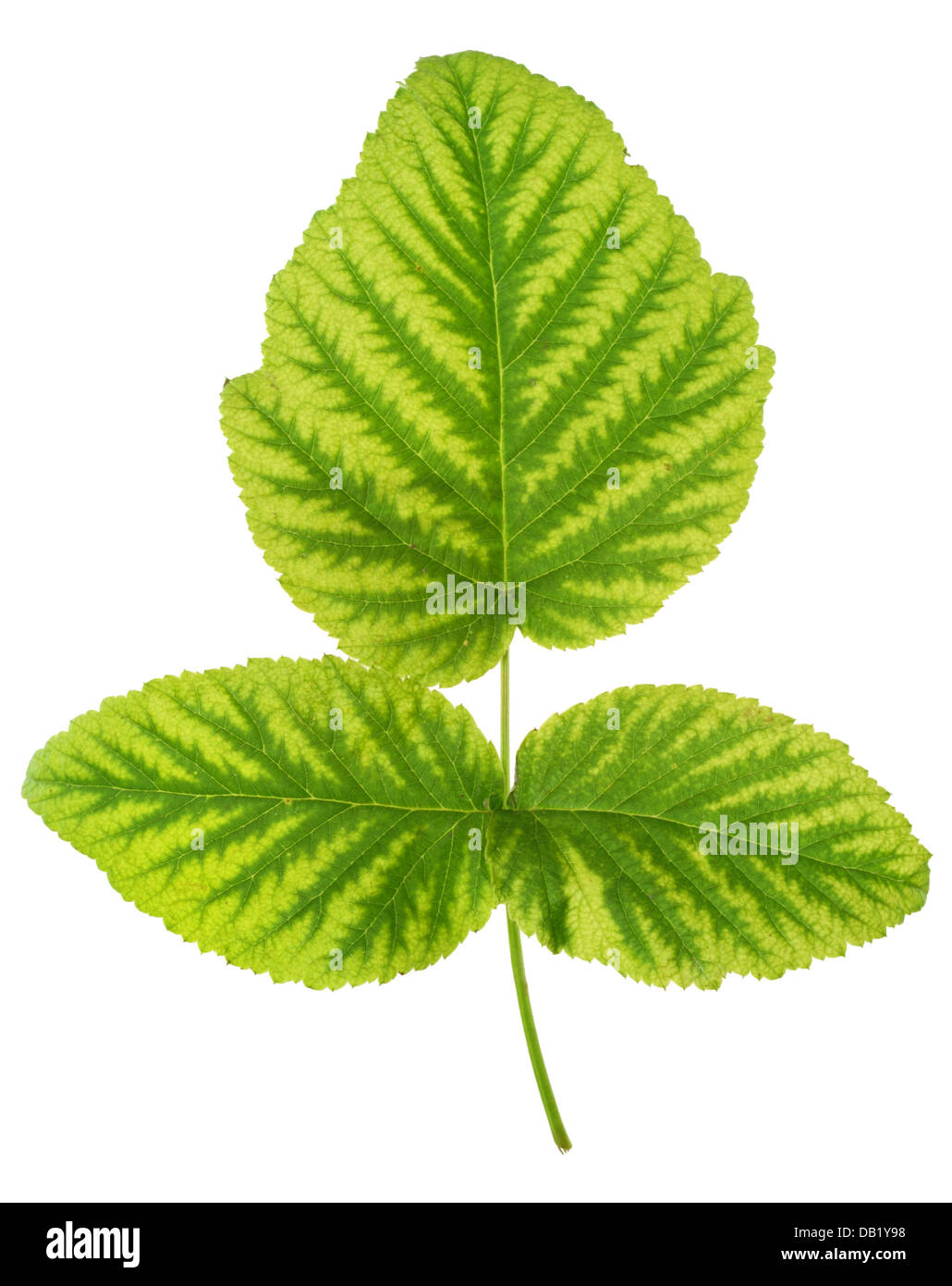 Iron deficiency in raspberry leaf, chlorosis, isolated Stock Photo