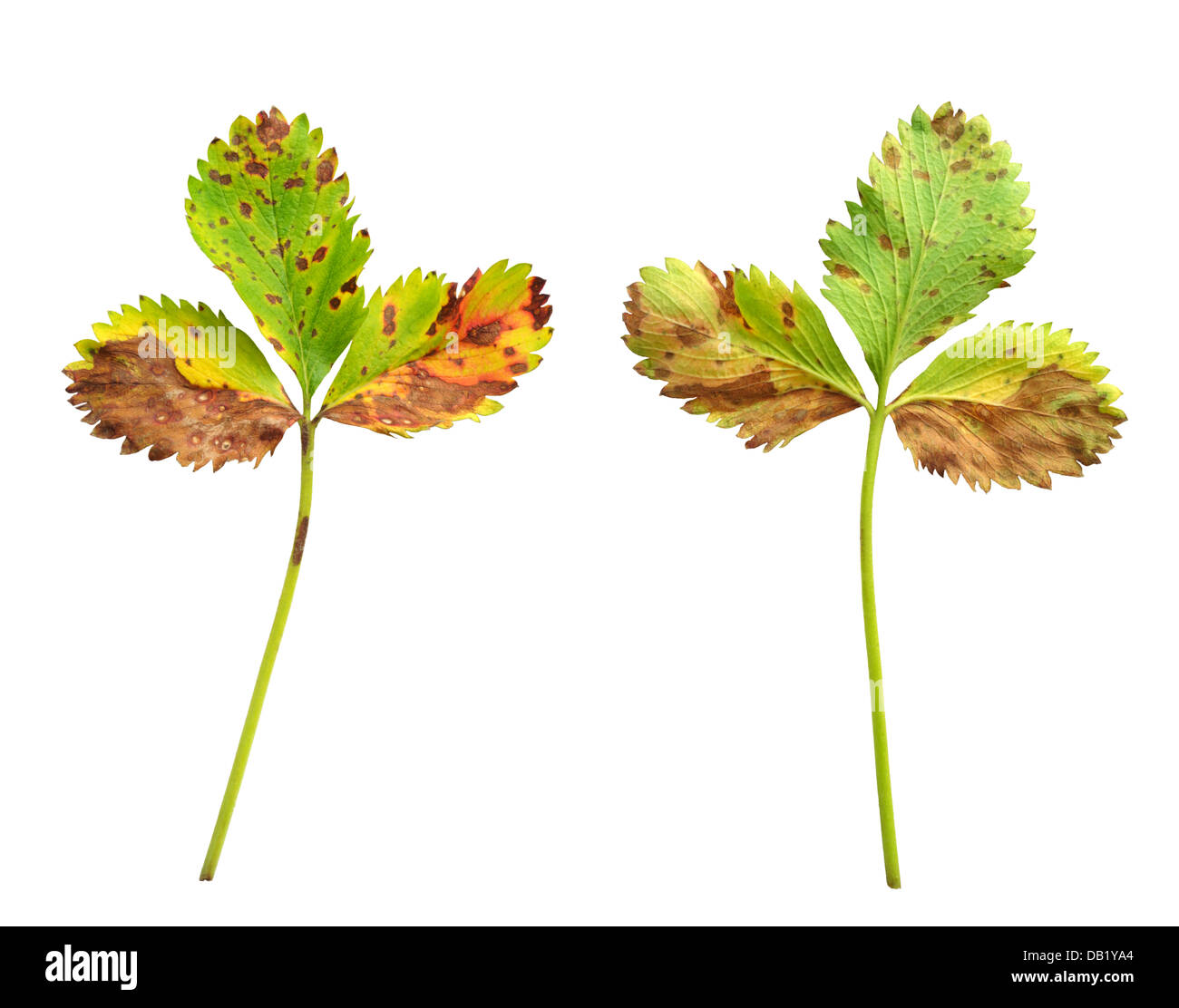 Strawberry leaf with the fungal disease, leaf scorch caused by Diplocarpon earlianum Stock Photo