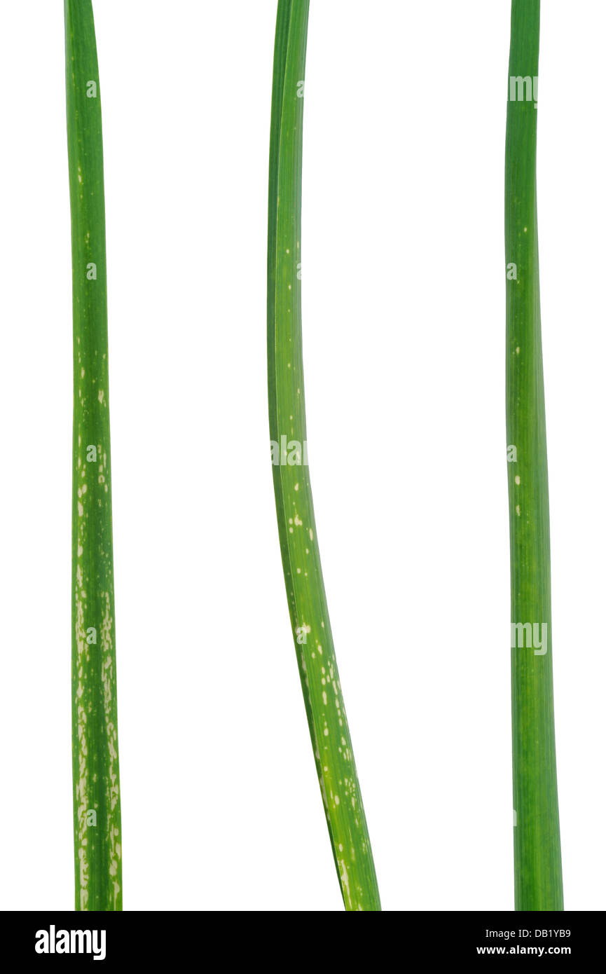 Garlic leaves attacked by allium leaf miner, Phytomyza (Napomyza