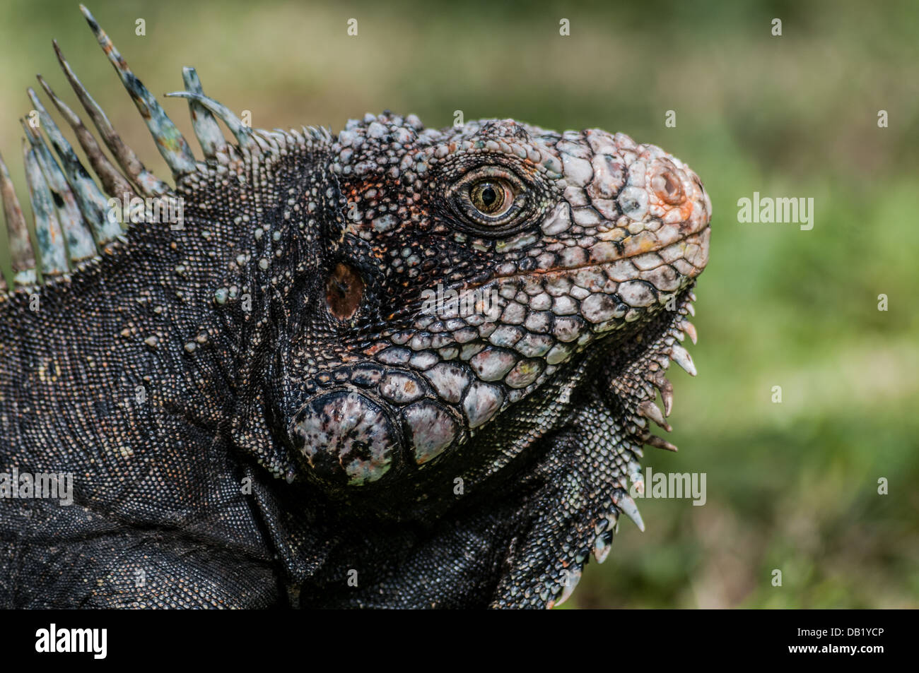 The Iguana iguana, also known as the green iguana, is a large lizard ...