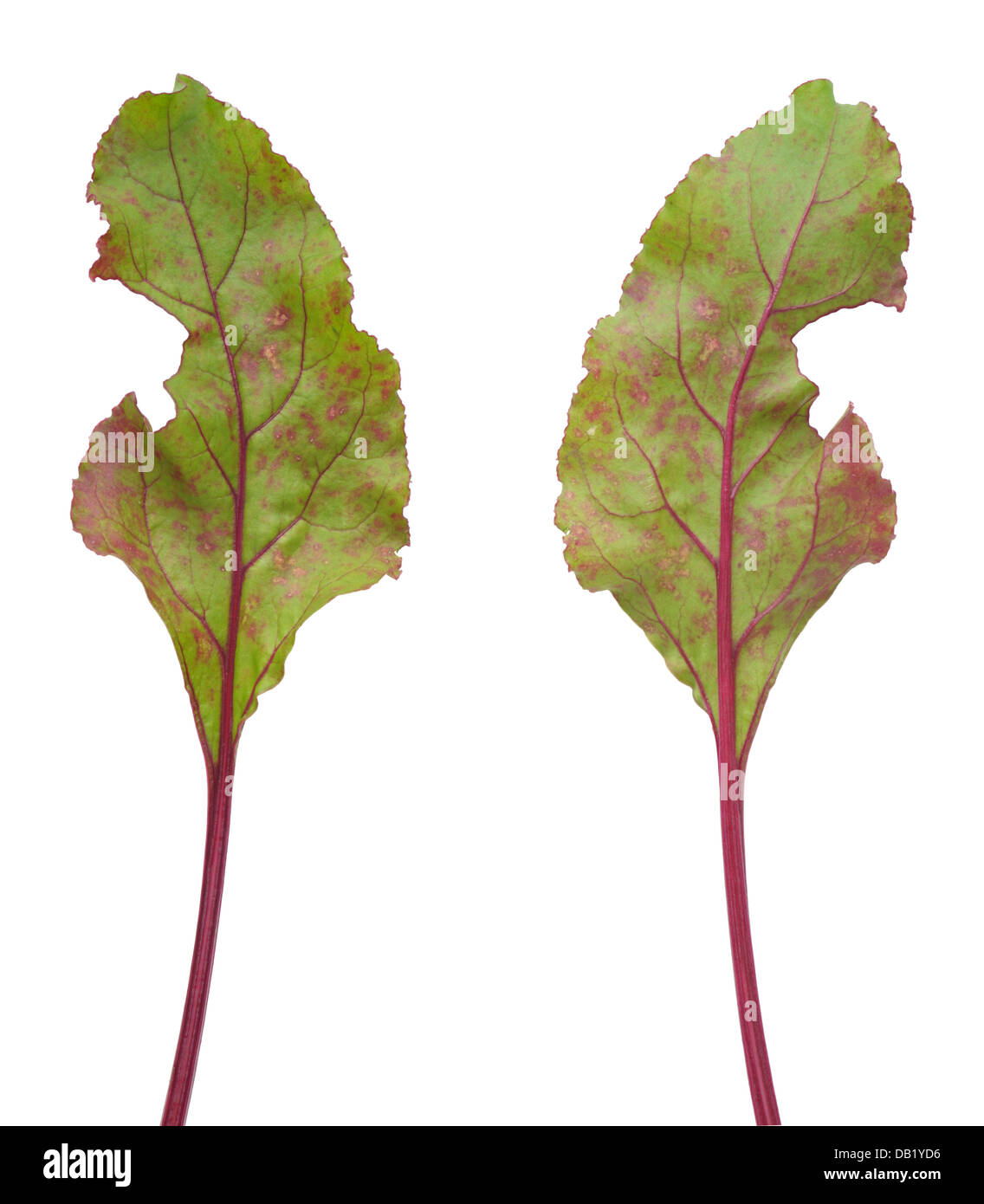 Infection of beetroot leaf by Cercospora beticola Stock Photo