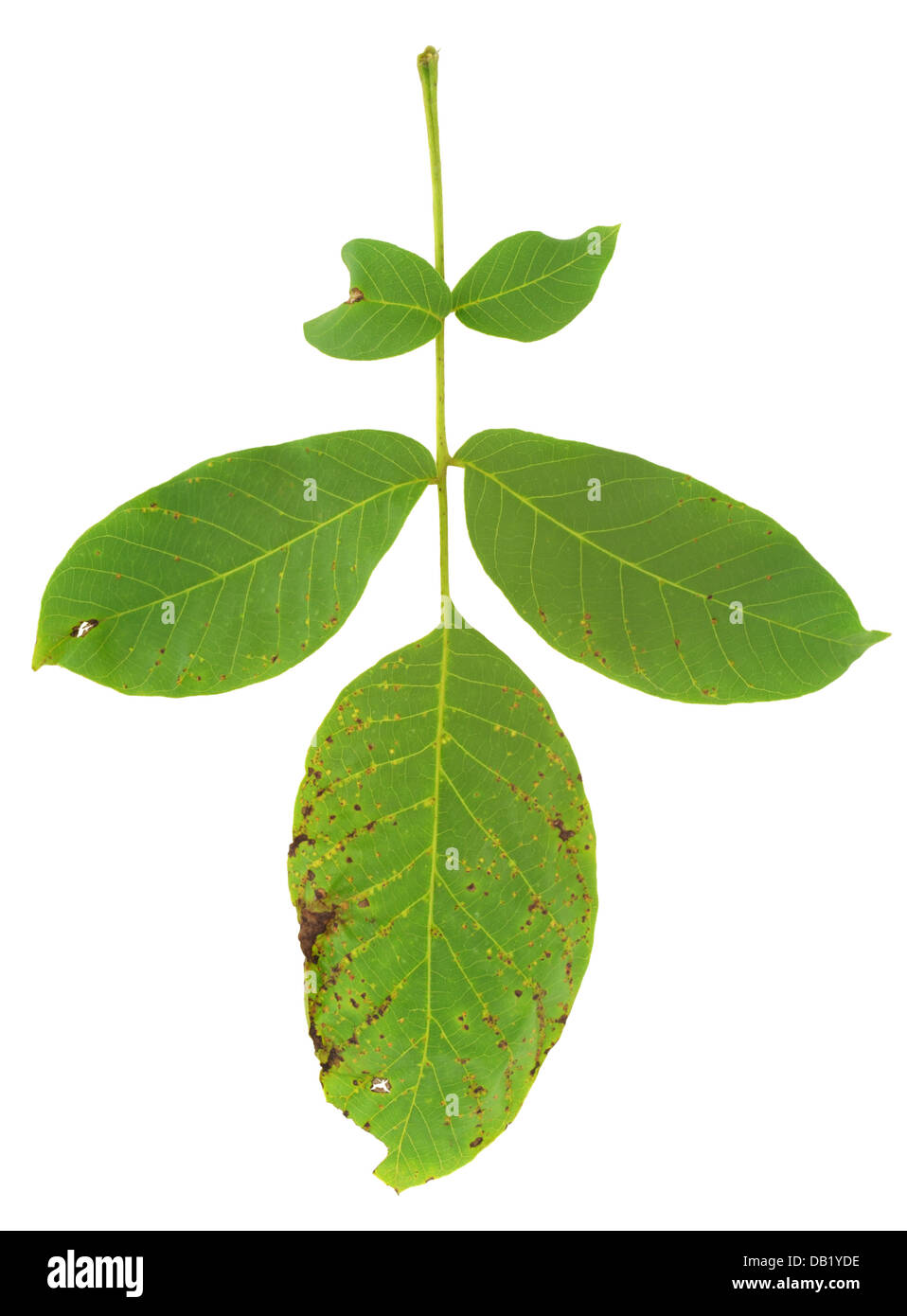 Leaf of walnut tree attacked by mite, Aceria erineus Stock Photo