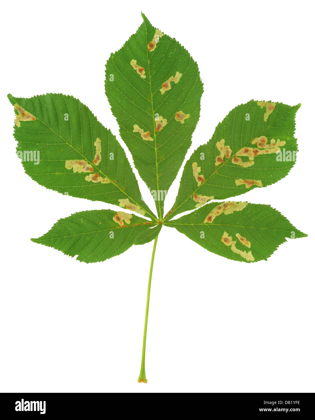 Leaf of chestnut tree attacked by horse-chestnut leaf miner, Cameraria ohridella Stock Photo