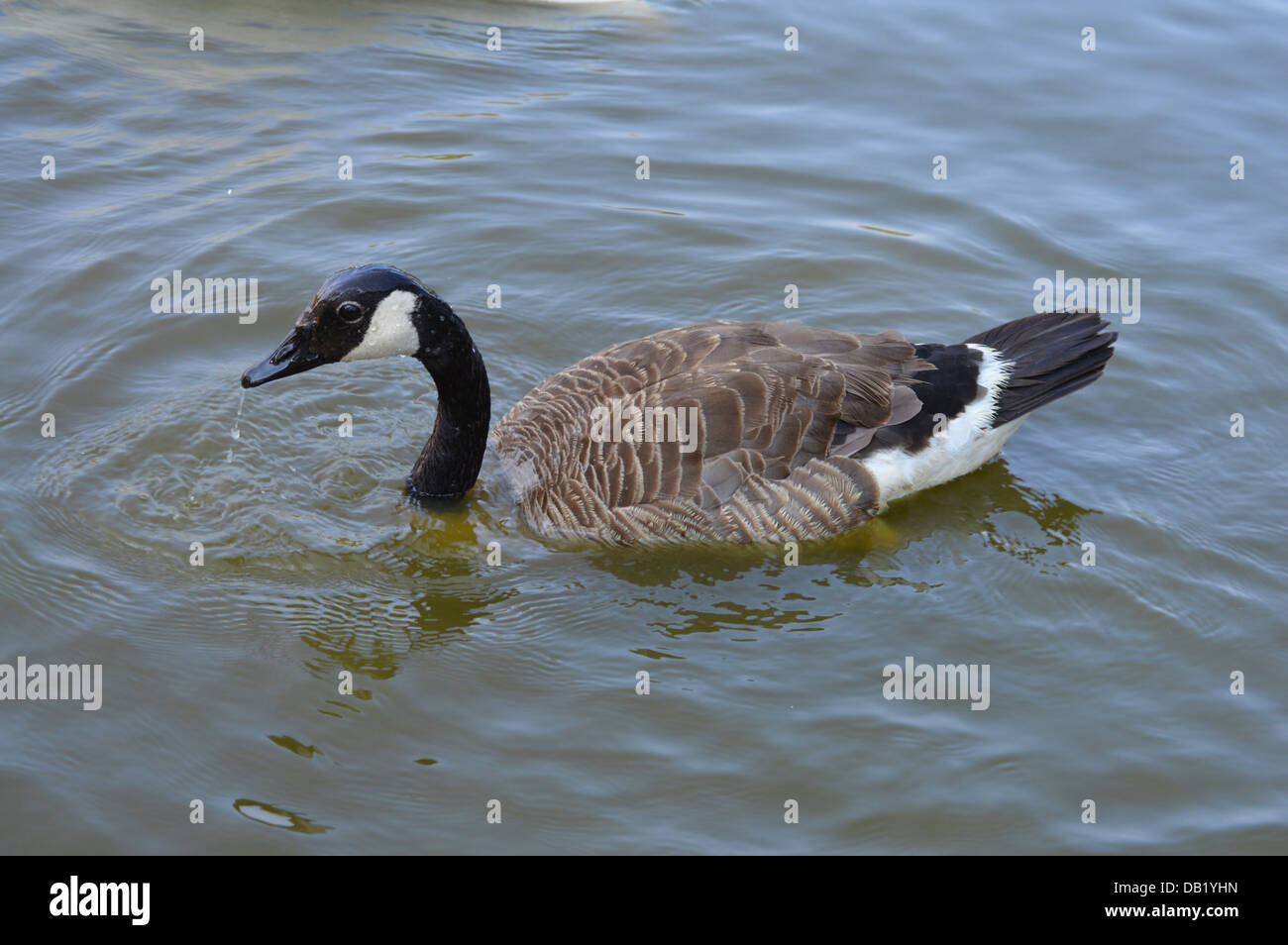 Branta canadensis ,  Canada Goose on water Stock Photo