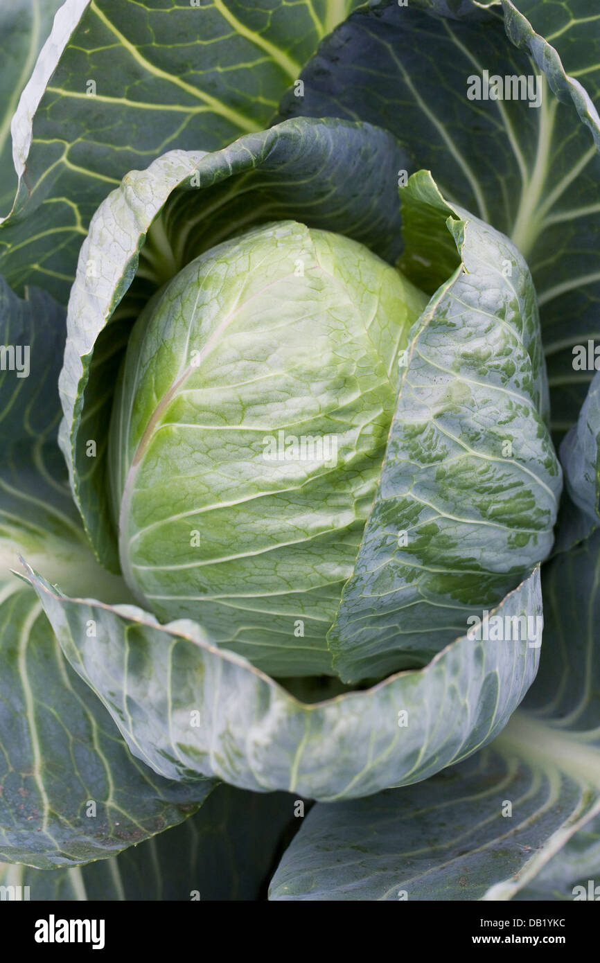 Cabbage 'Minicole' in the vegetable garden. Stock Photo