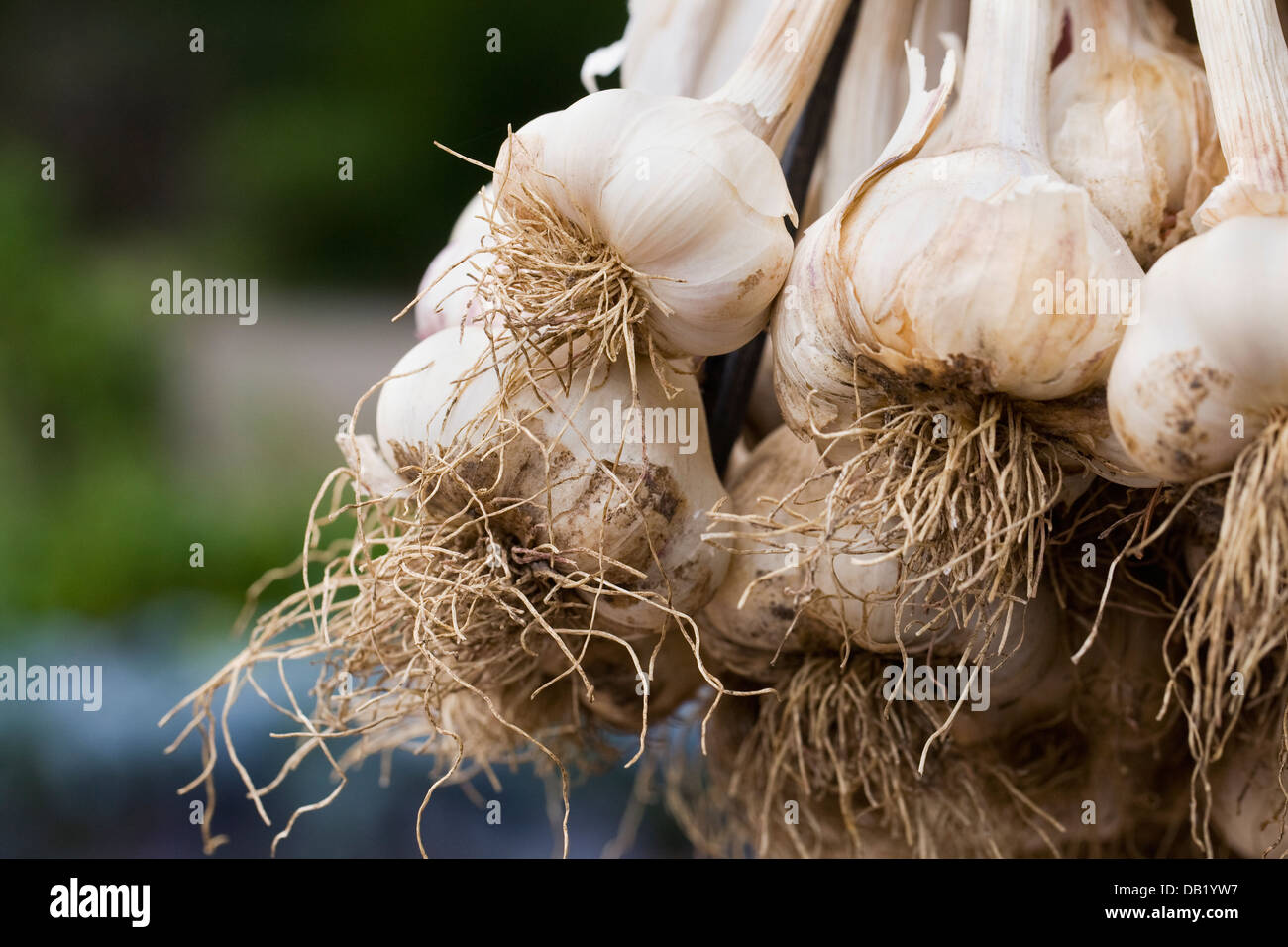 Allium sativum. Garlic 'Messidrome' bulbs tied and hung for drying. Stock Photo