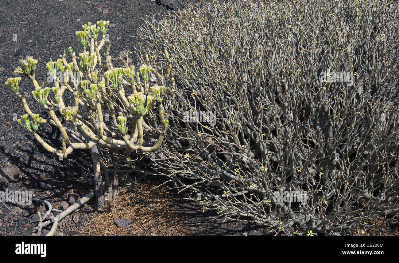 Kleinia nerifolia (verode) and Euphorbia balsamifera (tabaiba dulce, sweet spurge) on young scoria and ash deposits, La Palma Stock Photo