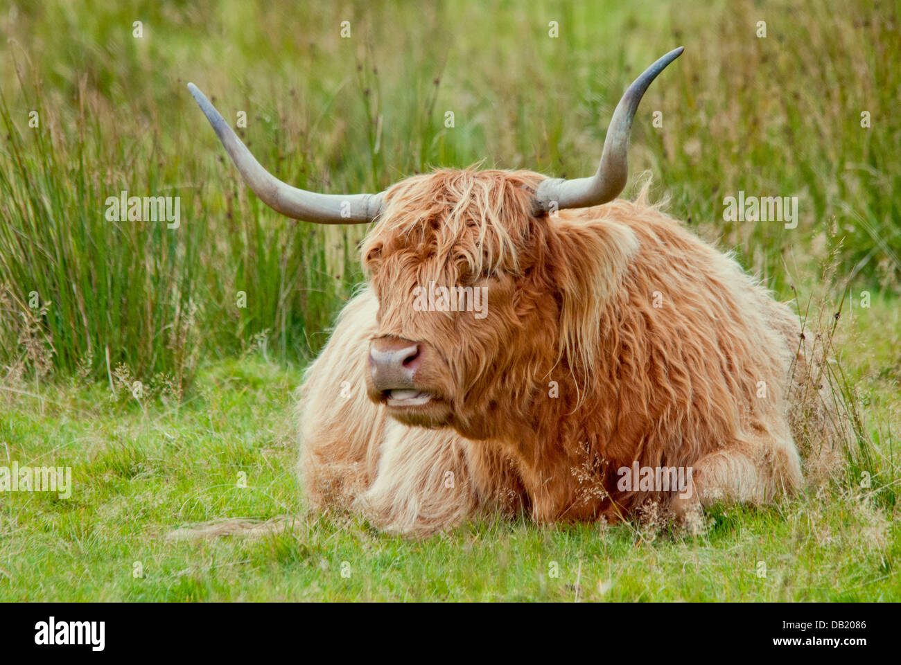 Highland cow sitting hi-res stock photography and images - Alamy