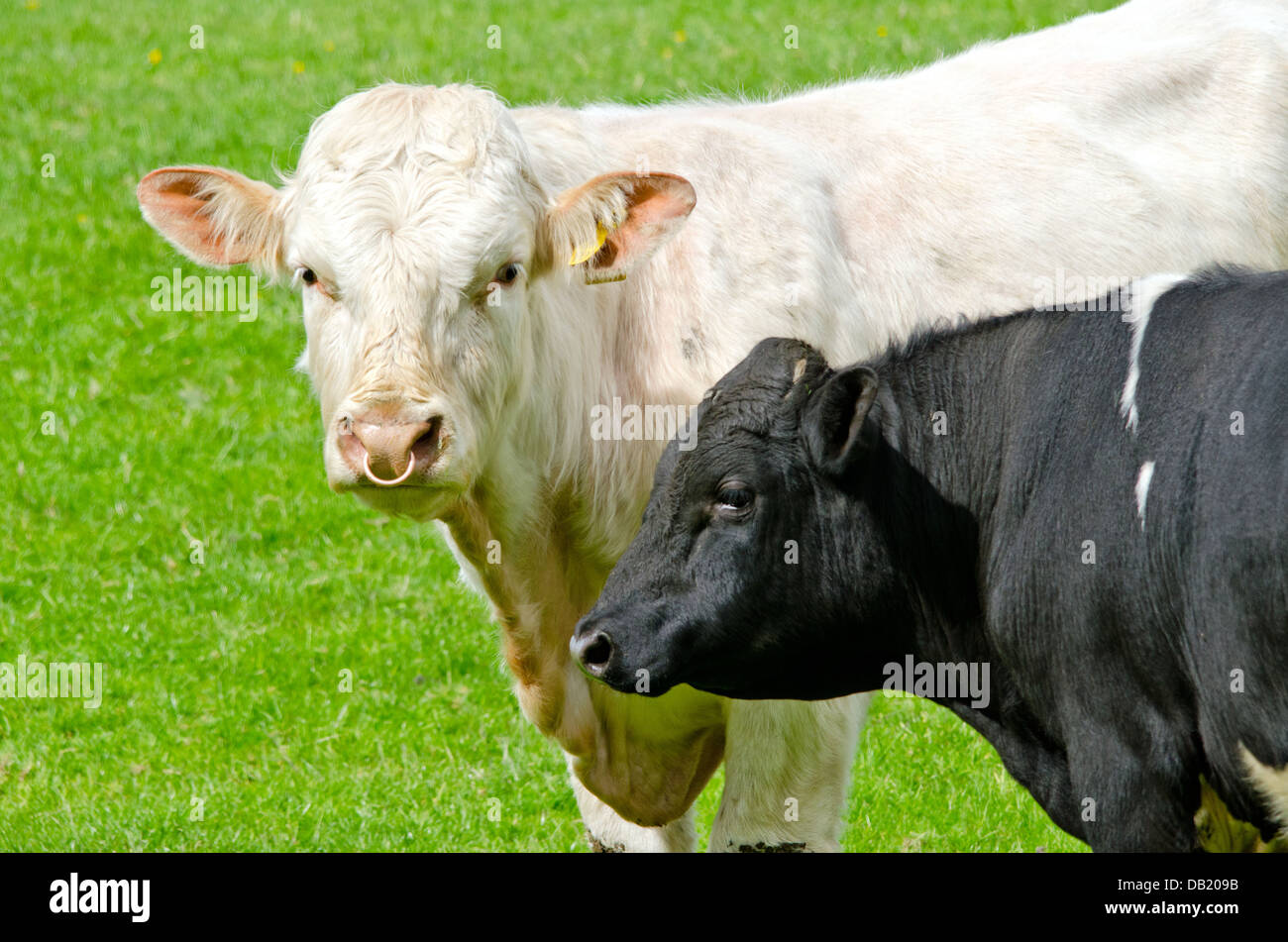 Bull and Cow Stock Photo Alamy