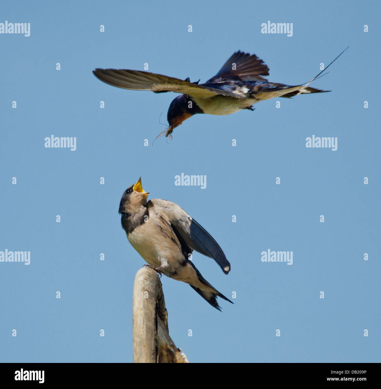 Adult Swallow feeding a juvenile Stock Photo Alamy