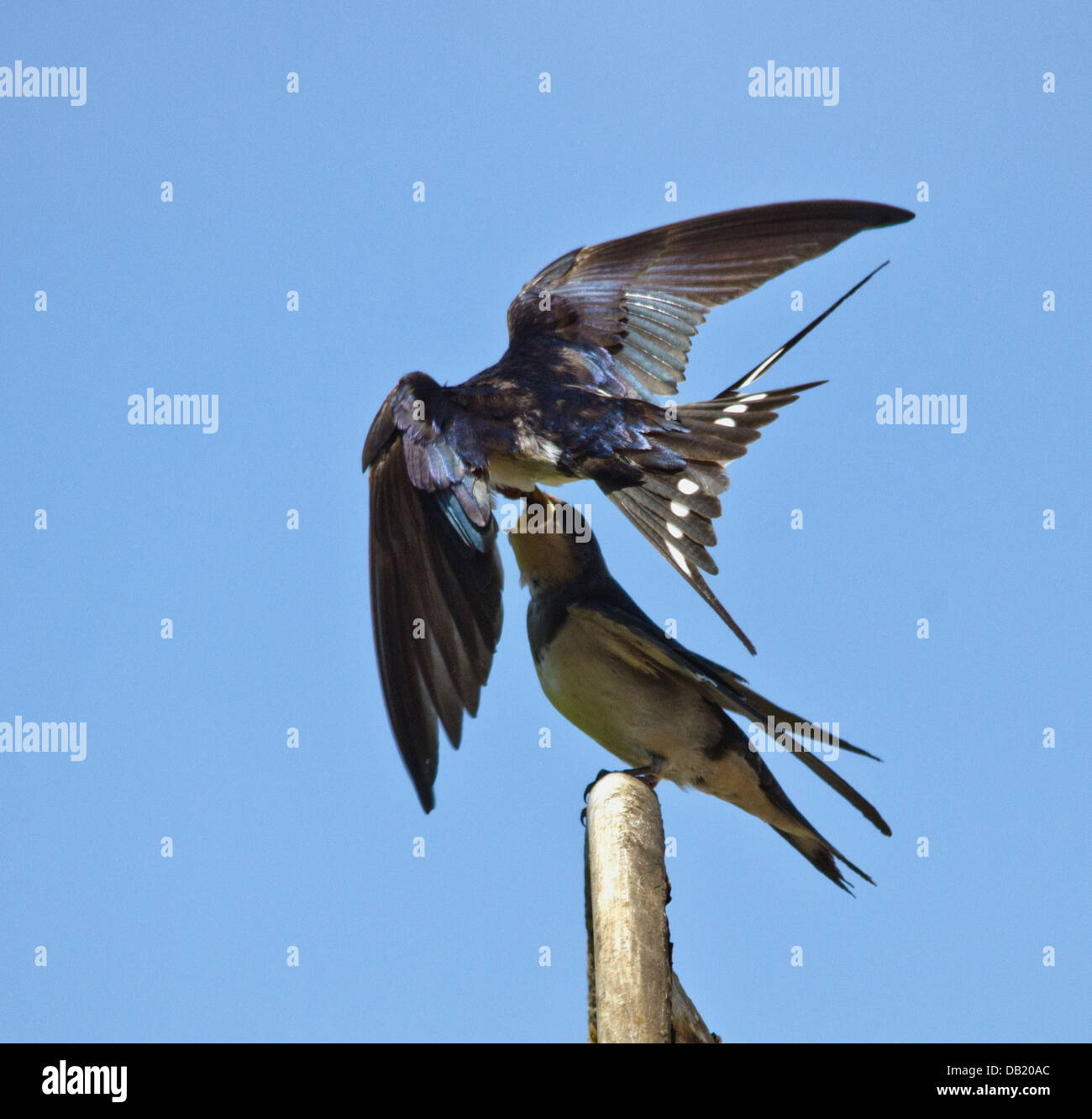 Adult Swallow feeding a juvenile Stock Photo Alamy
