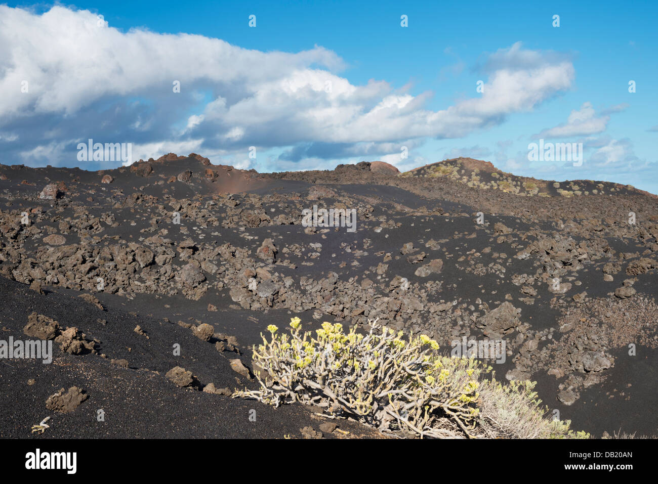 Verode growing on scoria and lava from the 1971 eruption of Teneguia ...