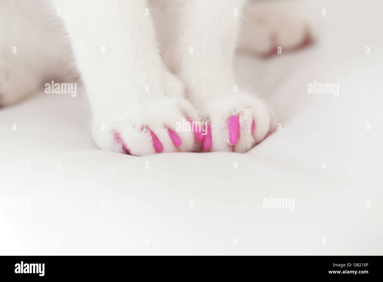 Soft Claws for Cats Stock Photo