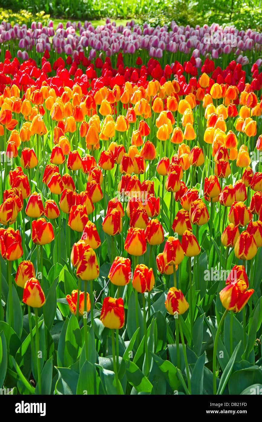 Fresh blooming tulips in the spring garden Stock Photo - Alamy