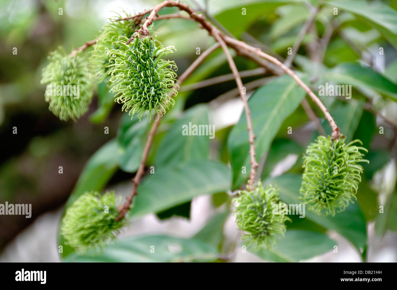 Green Rambutan fruit growing on the branch, Malaysia Stock Photo - Alamy