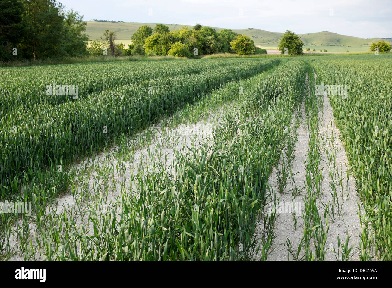 Green field corn rows young hi-res stock photography and images - Alamy