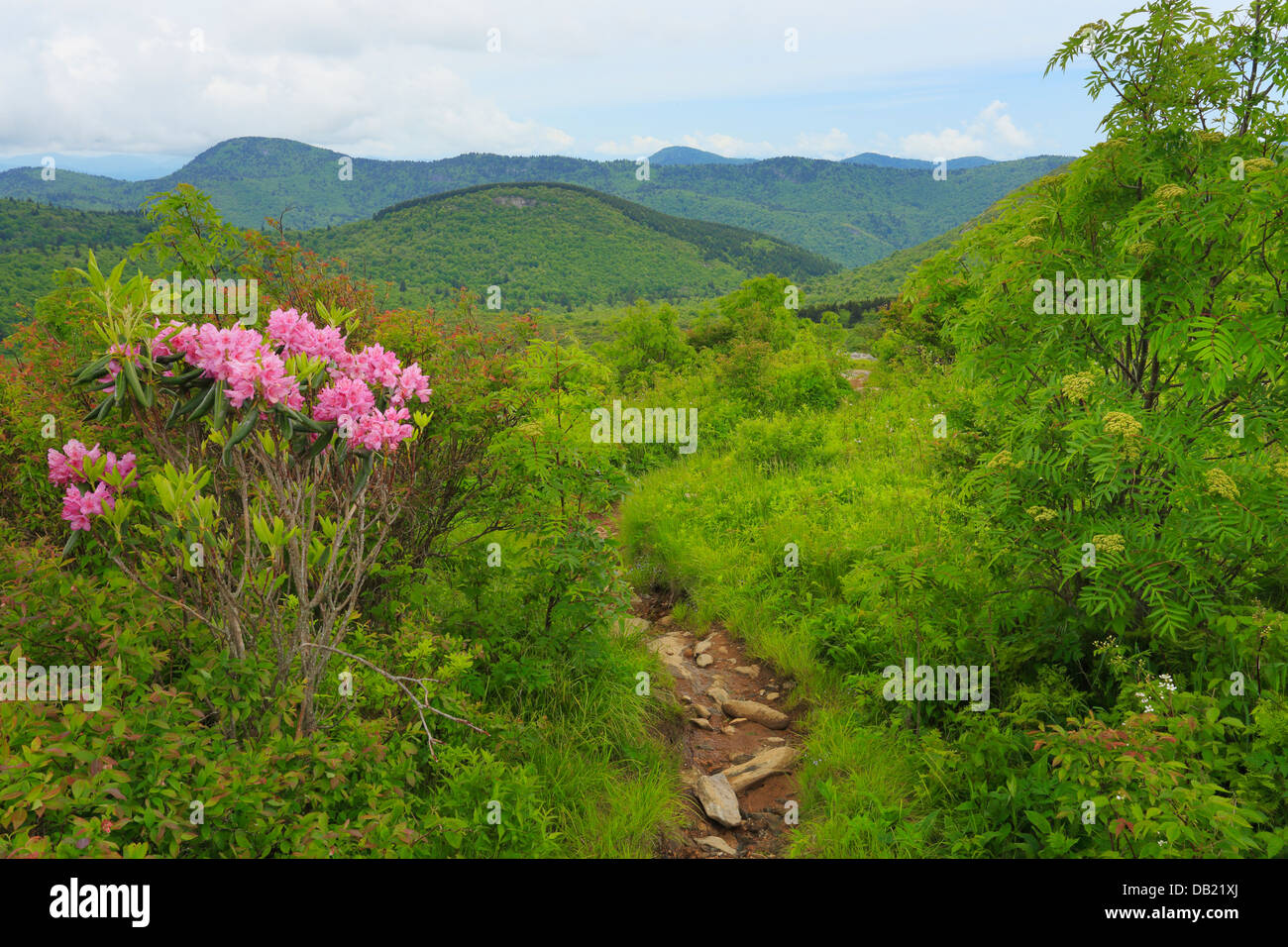 Art Loeb Spur Trail, Blue Ridge Parkway, North Carolina, USA Stock ...