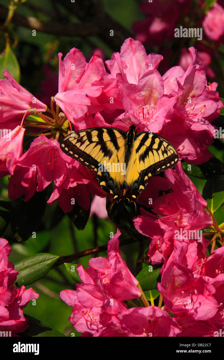 Rhododendron butterfly hires stock photography and images Alamy