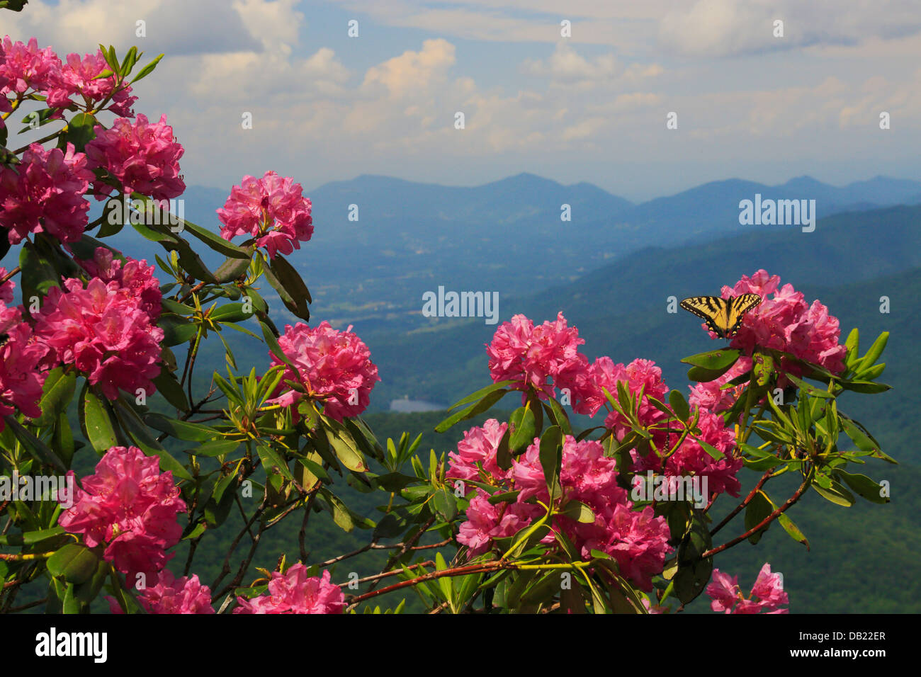 Rhododendron butterfly hires stock photography and images Alamy