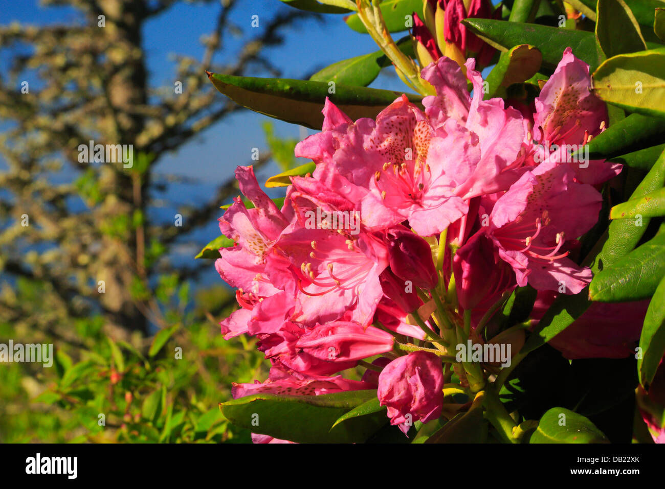 Rhododendron, Andrews Bald, Great Smoky Mountains National Park, North Carolina, USA Stock Photo