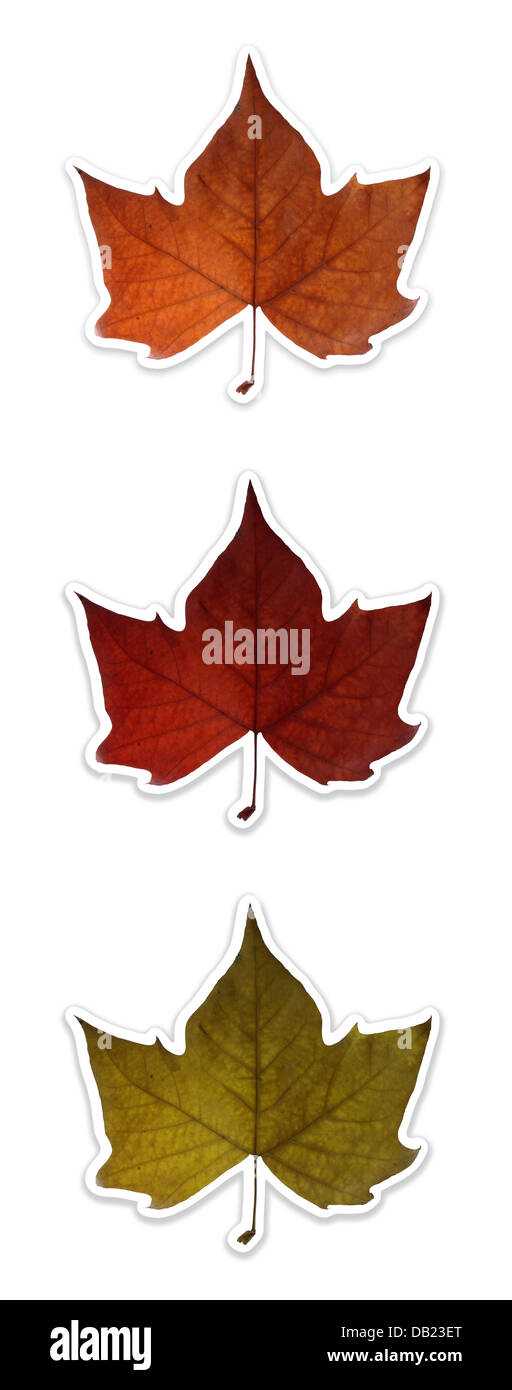 Autumn leaves isolated over white with clipping path Stock Photo