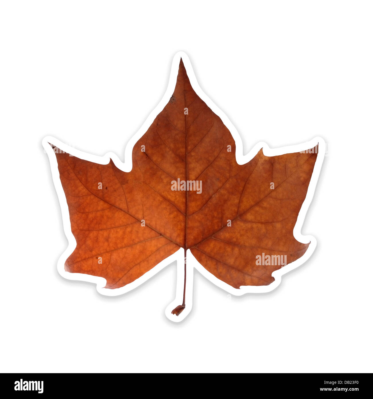 Autumn leaf isolated over white with clipping path Stock Photo