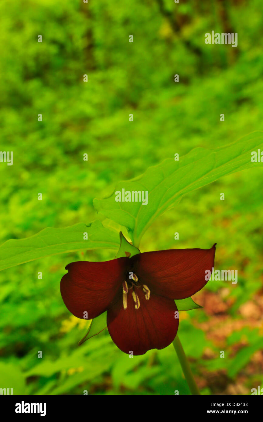 Vaseys Trillium, Kanati Fork Trail, Great Smoky Mountains National Park, North Carolina, USA Stock Photo