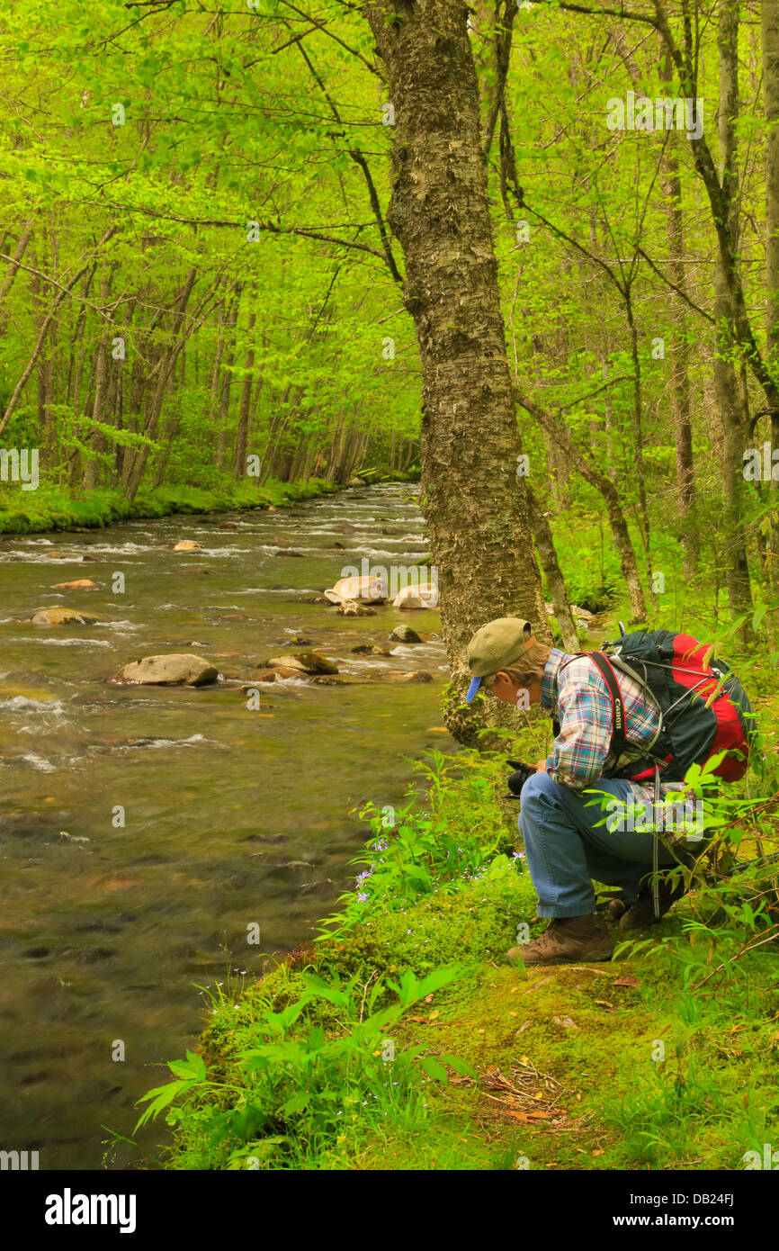 Bradley Fork, Bradley Fork Trail, Great Smoky Mountains National Park
