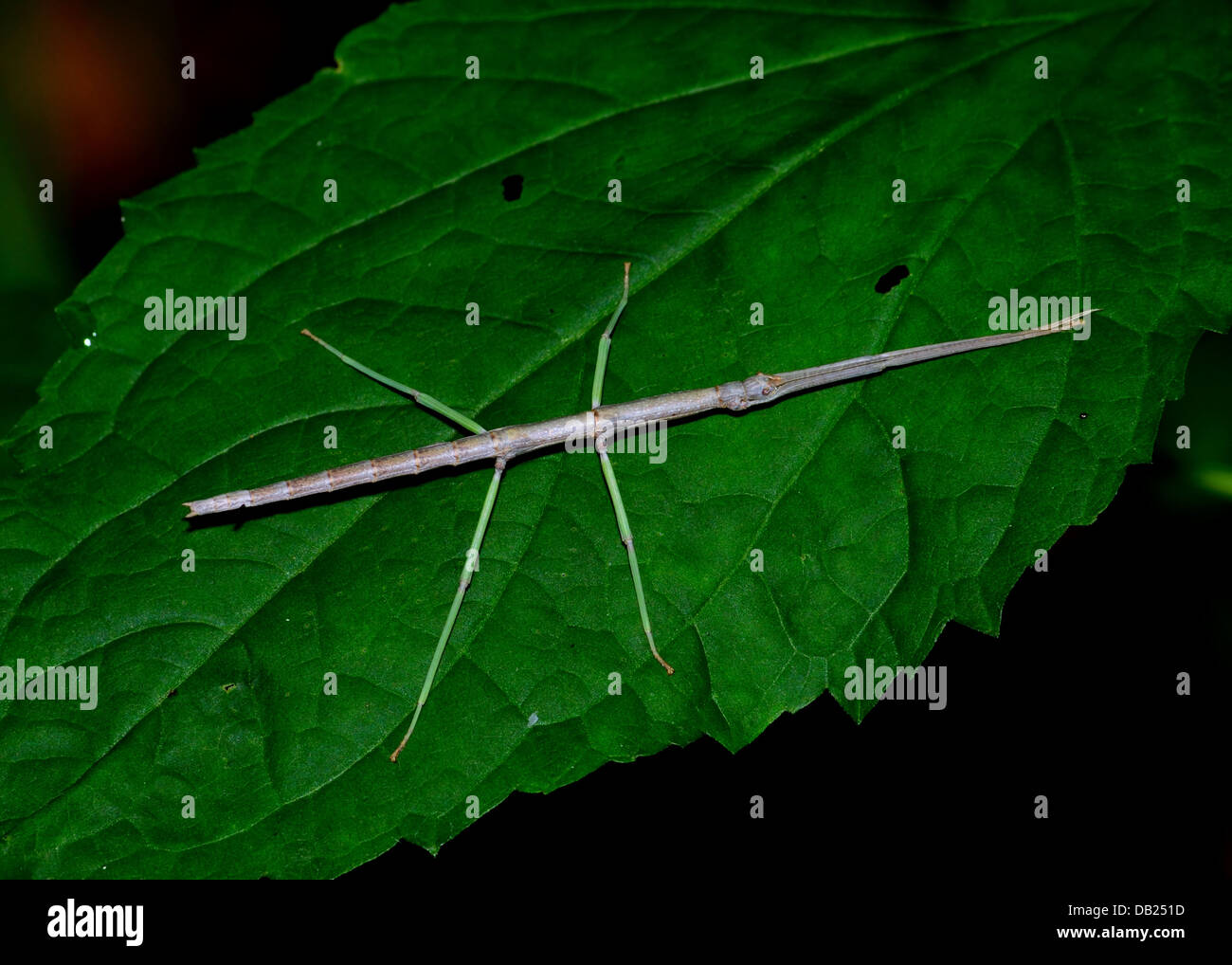 Walking stick insect hires stock photography and images Alamy