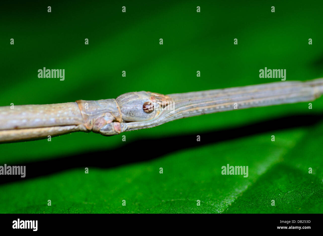 Closeup macro shot of a Walking Stick Insect perched on a plant leaf