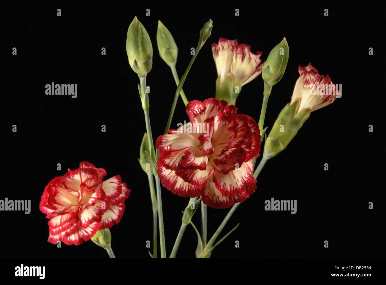 Carnation flower bouquet close up Stock Photo