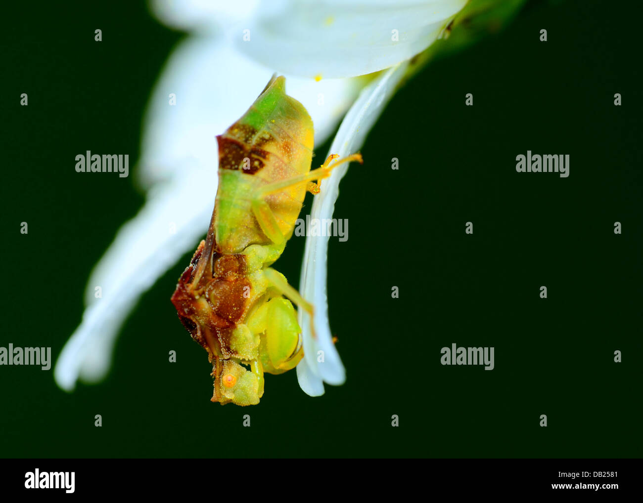 An Ambush Bug perched on a flower petal. Stock Photo