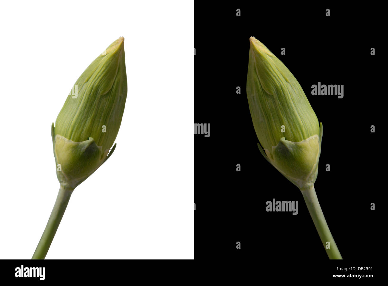Carnations bud flower isolated clippingpath Stock Photo