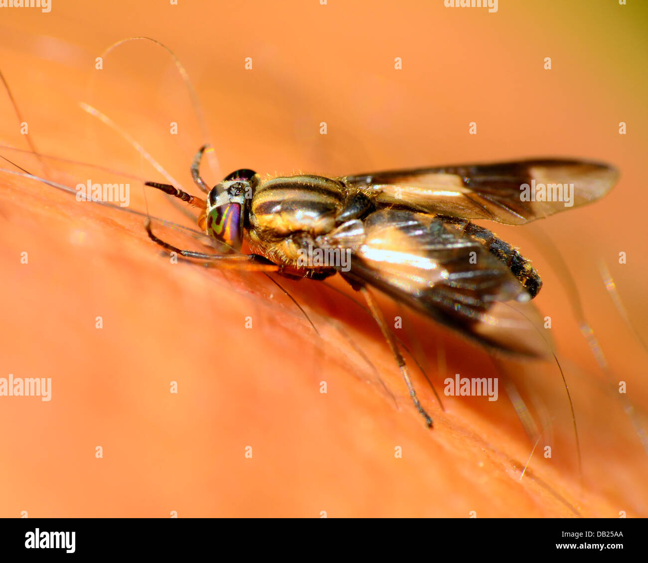 List 101+ Pictures Photos Of Deer Fly Bites Superb