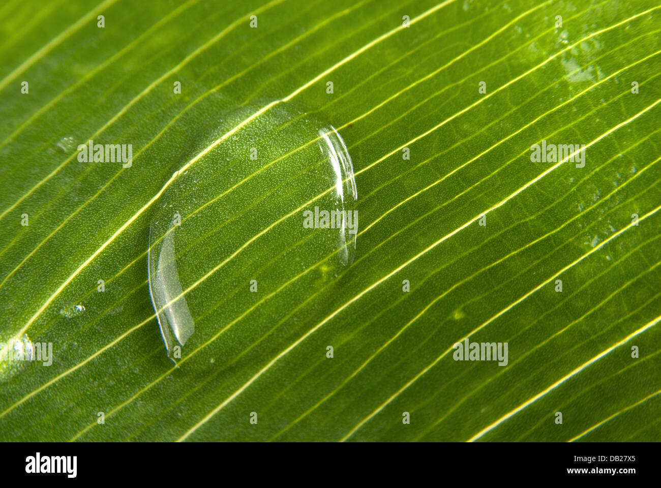 Macro green leaf with drops of water Stock Photo