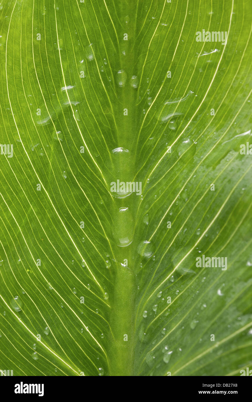 Macro green leaf with drops of water Stock Photo