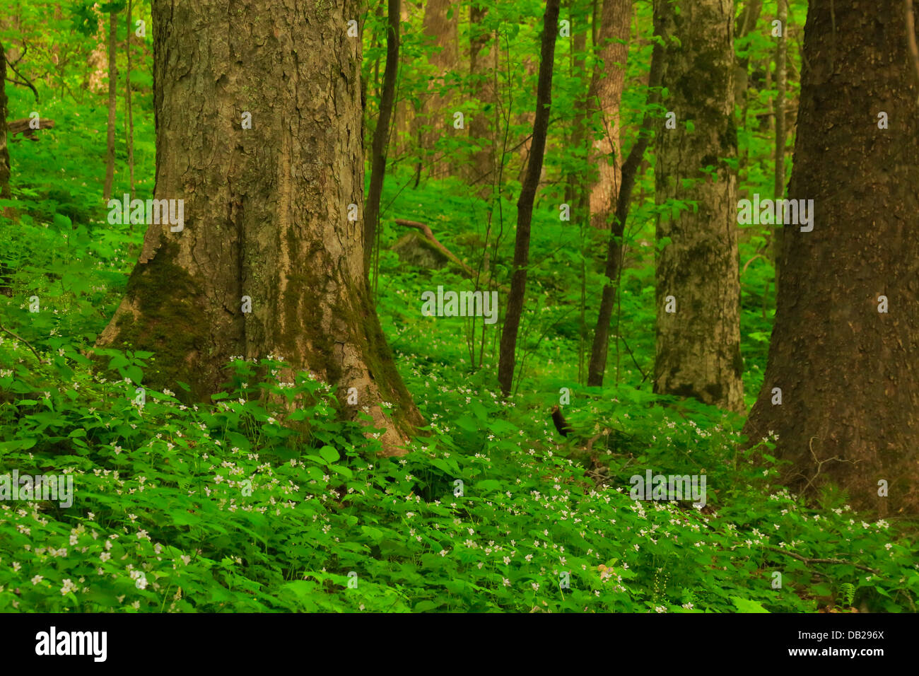 Hardwood Nature Trail, Chimneys Picnic Area, Great Smoky Mountains National Park, Tennessee, USA Stock Photo