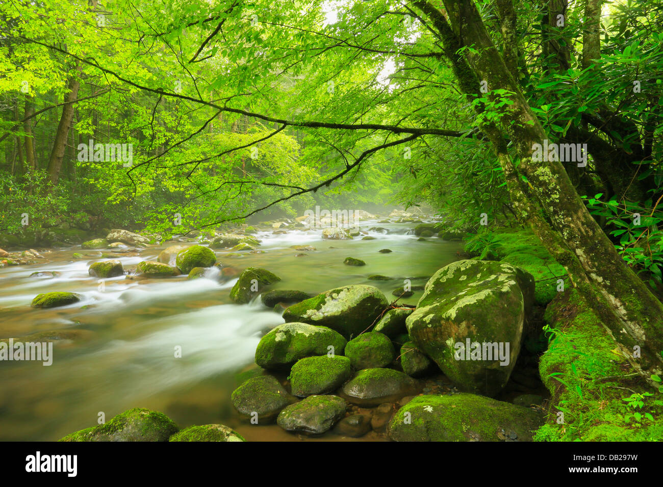 Porters Creek, Porters Creek Trail, Greenbrier Area, Great Smoky