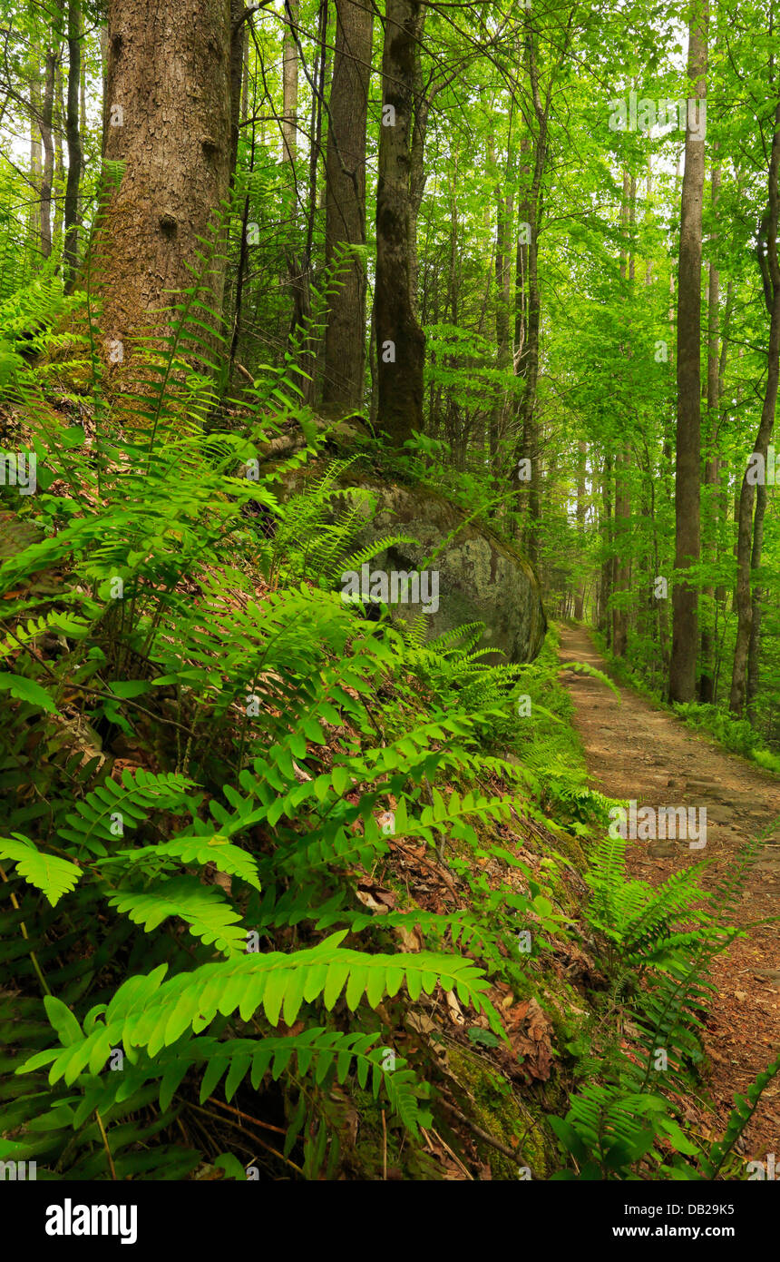 Porters Creek Trail, Greenbrier Area, Great Smoky Mountains National ...