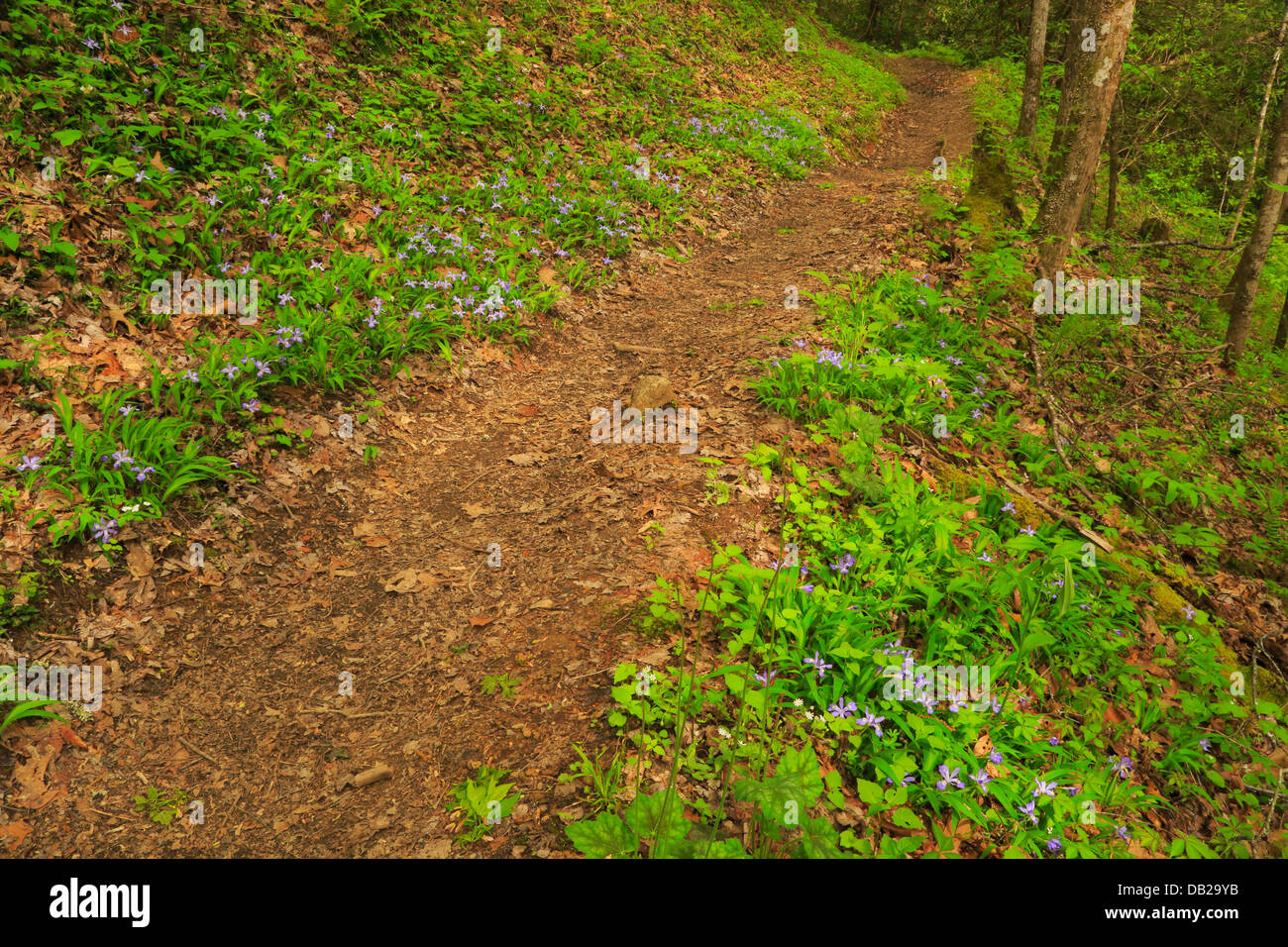 Dwarf iris Along Turkey Pen Ridge Trail at Schoolhouse Gap Trail, Great ...