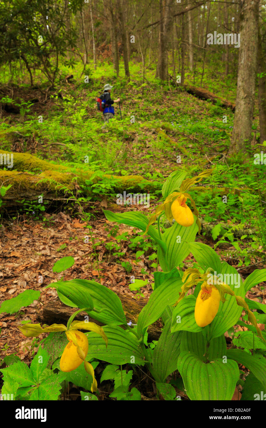 Yellow Lady Slippers Beside Turkey Pen Ridge Trail at Schoolhouse Gap ...