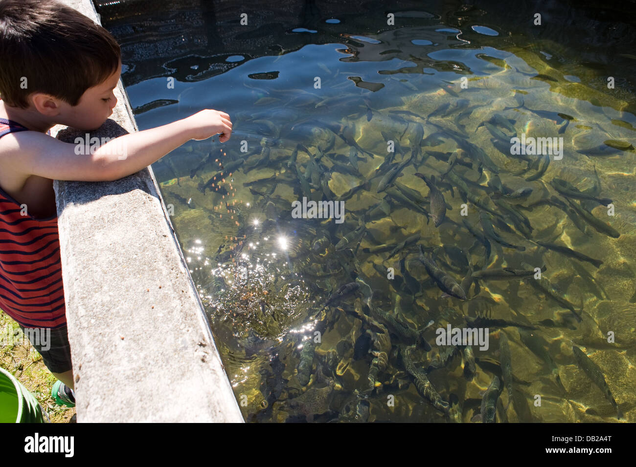 A young boy feeds salmon at the fish hatchery in Marblemount, Washington. Stock Photo