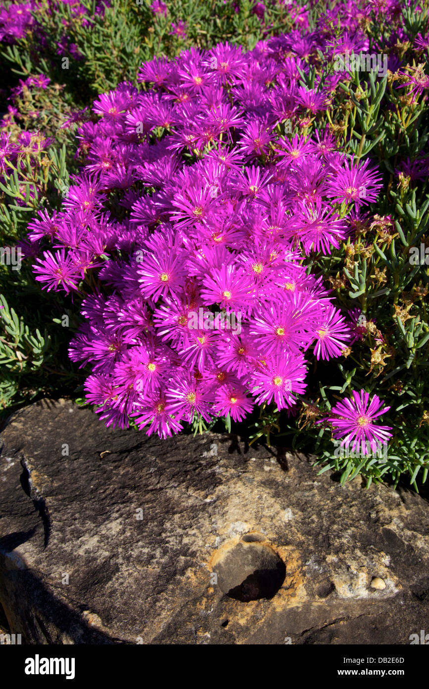 Lampranthus amoenus in bloom in spring at Kirstenbosch National Botanical Garden, Cape Town, South Africa. Stock Photo