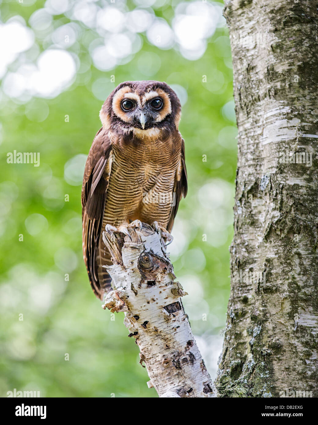 Brown wood owl (Strix leptogrammica) perched in a tree. Also known as Malaysian Wood Owl. Stock Photo