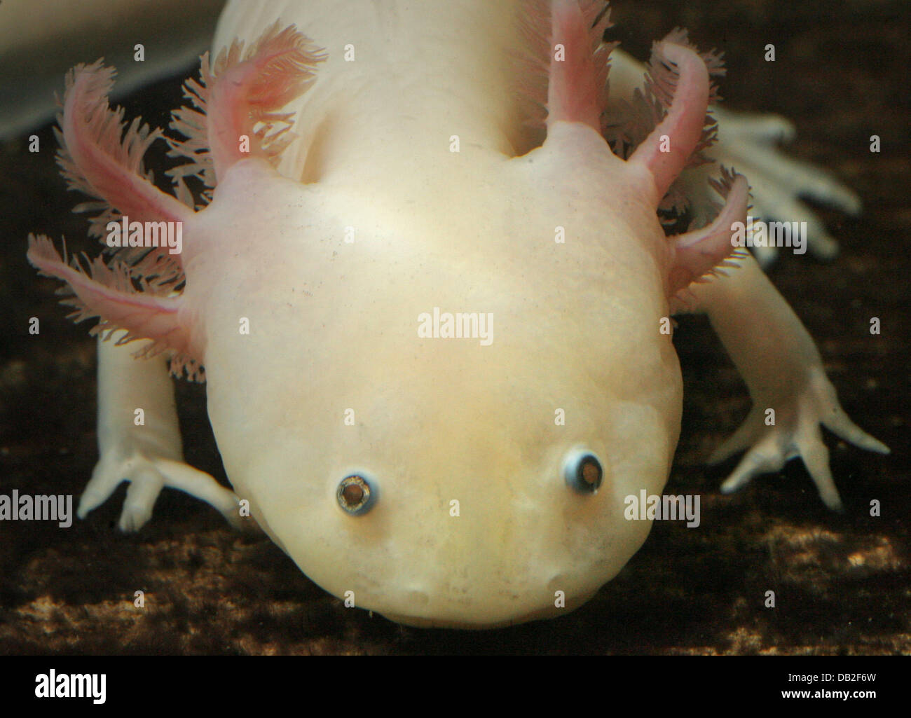 Axolotls hi-res stock photography and images - Alamy