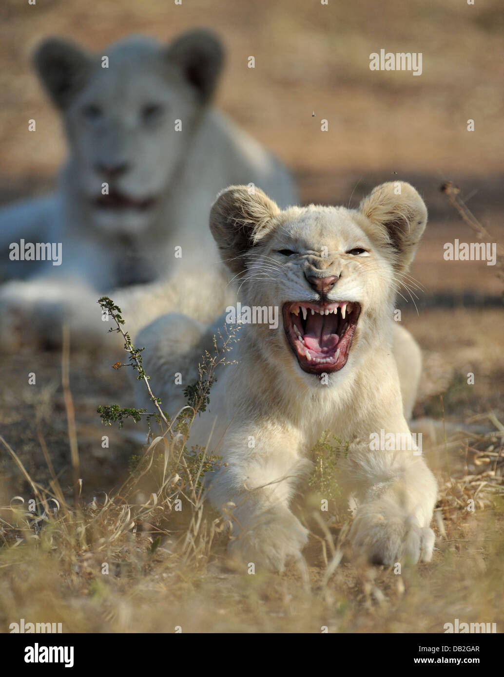 young white lion from timbavati yawling in the grass Stock Photo
