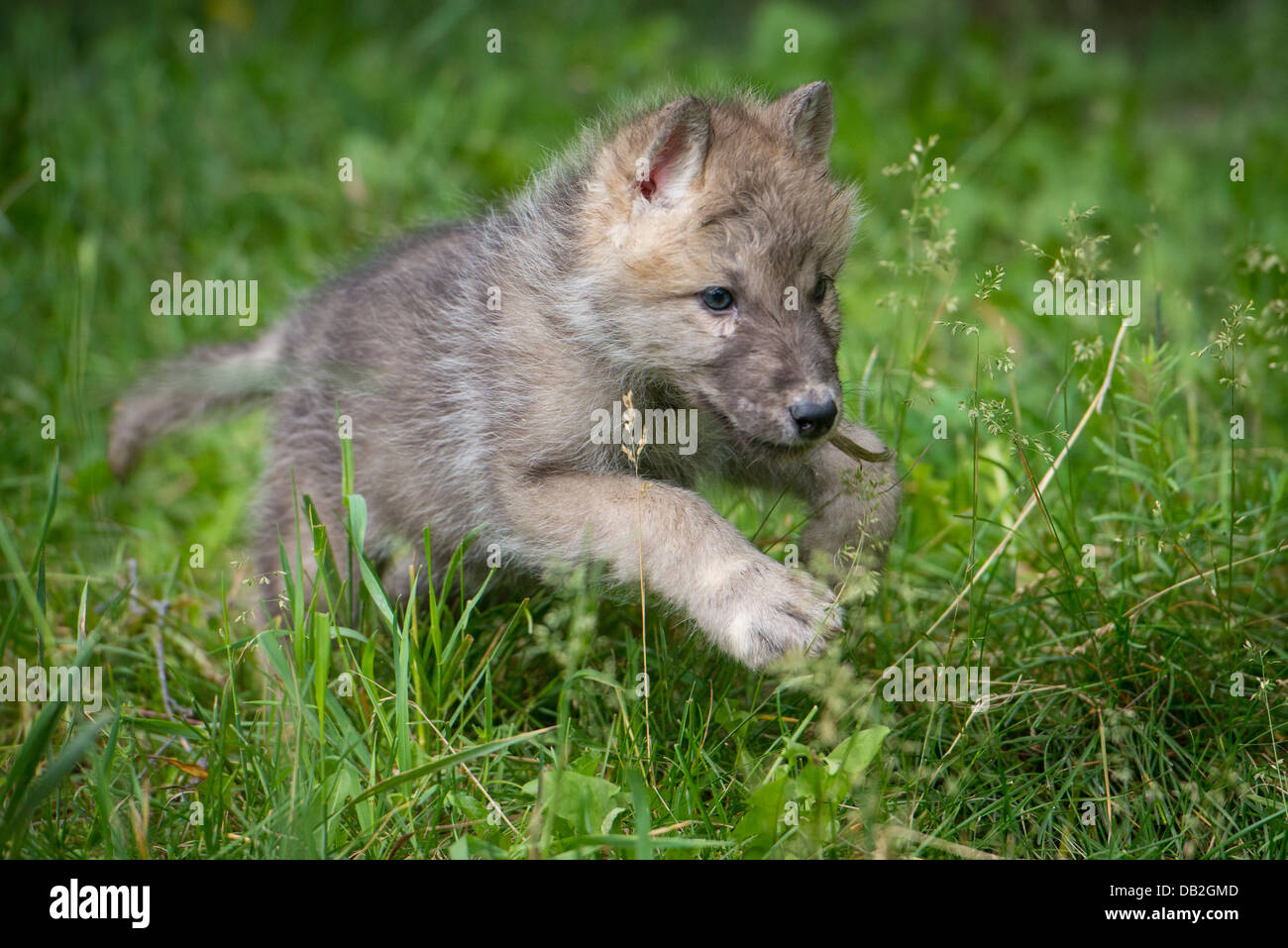 Wolf Pup running through green grass Stock Photo