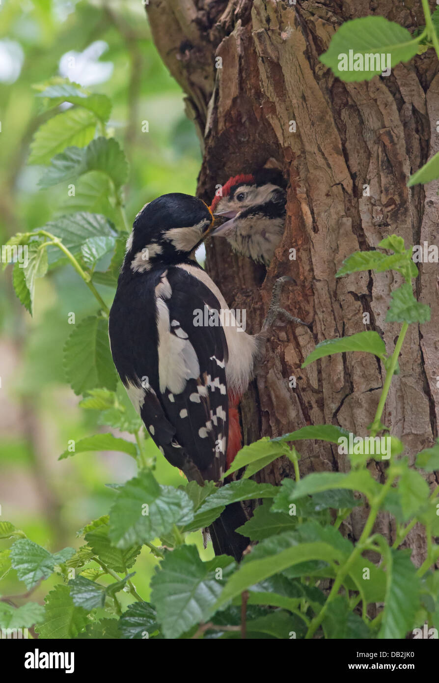 Female Great Spotted Woodpecker (Dendrocopos major) feeds chick at nest hole. Uk Stock Photo